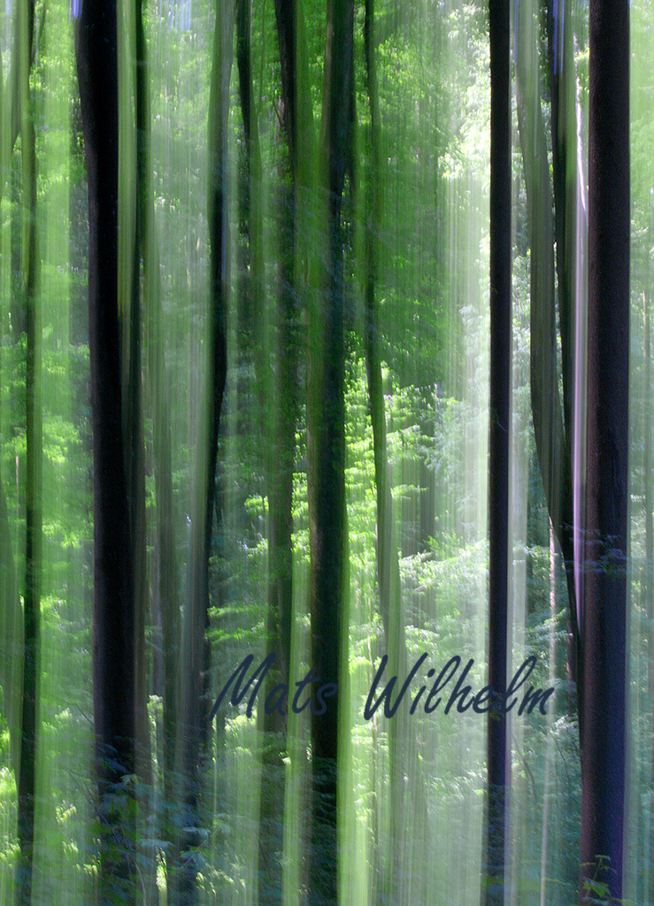 Bokskog vertikalpanorering Schweiz