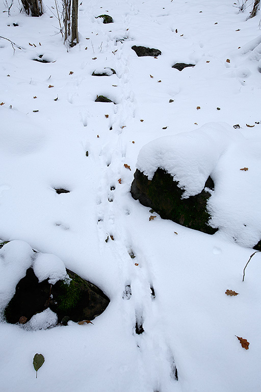 _w3c4963